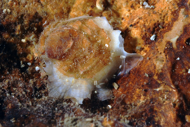 Piccolo bivalve